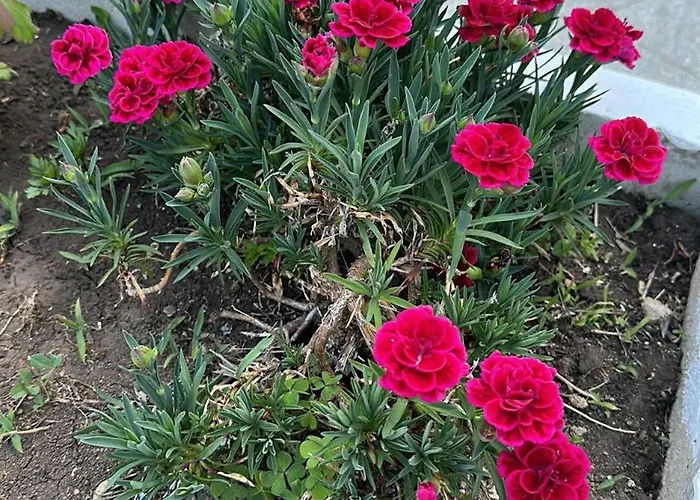 парк-хотел рива דירה *