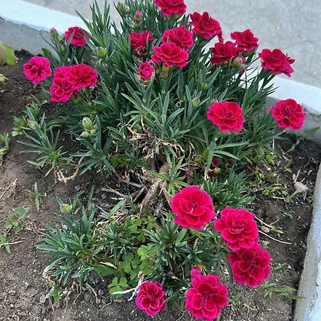 парк-хотел рива Διαμέρισμα *